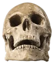 skull_2