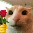 rose4u