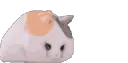 FatCatWhee FatCatWhee