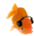 fishgroove