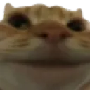 catsmile