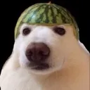 z_dogmelon