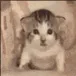 catBoom