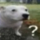 dogconfused