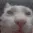 catt catt