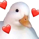 ducklove