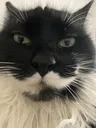 kittystare