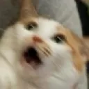 Astonished_cat