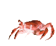 CrabRaveDance