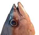 iwak2 iwak2