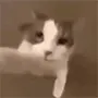 CatKiss