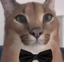 Catastrophe_FancyFloppa