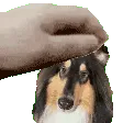 cooperpetpet