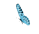 Cc Blue Butterfly Discord Emoji