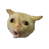 Br_catvomit