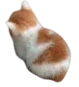 AngyCat
