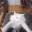 catdance