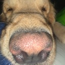 dognose Discord emoji