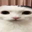 wide_cat