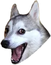PR_badpundog
