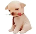 RT_florista