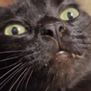WL_wtf_cat Discord emoji
