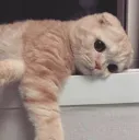 cattired