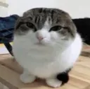 ceg