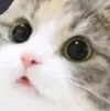 CatWow Discord Emoji