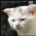 mondaycat