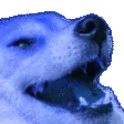 bluedogkek