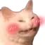 cutecat