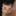 tinydevile