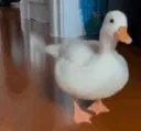 duckleave