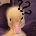 duckconfused