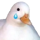 ducktear