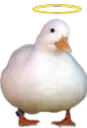 angelduck