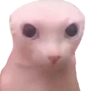 bingus bingus