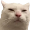 catsus