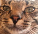JK_kevin Discord emoji