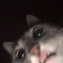 cat_mmm