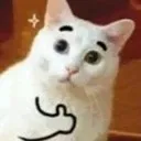catthumbsup