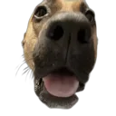 doggowow