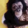 PatLeGodzie2