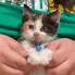 catdance5 catdance5