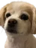 sugeosgaydog