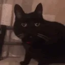 pussyfresh