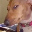 dogsmirk