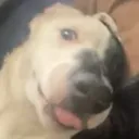 DouglasBlep