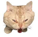 lolcat